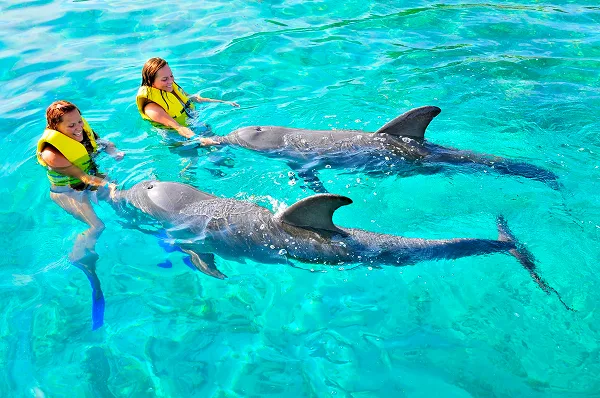 Dolphin swimming next to a guest in Roatán