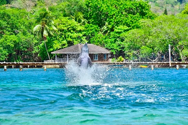 Guest meeting a dolphin