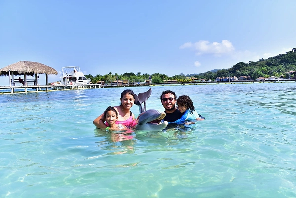 Dolphin experience in turquoise water